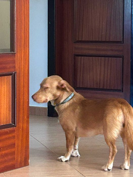 Cadela 11 meses para adopção
