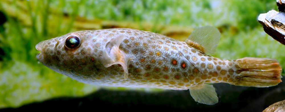 Tetraodon abei (leiurus) wild (kolcobrzuch)