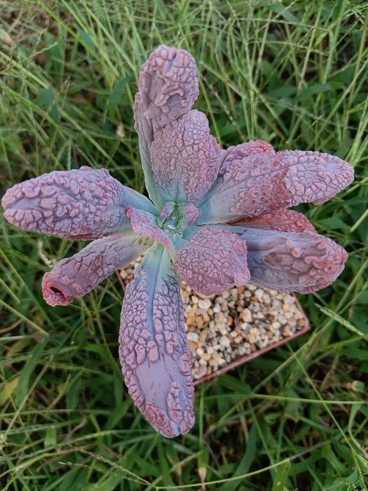 Echeveia "Sea Dragon" " Likac Frost"