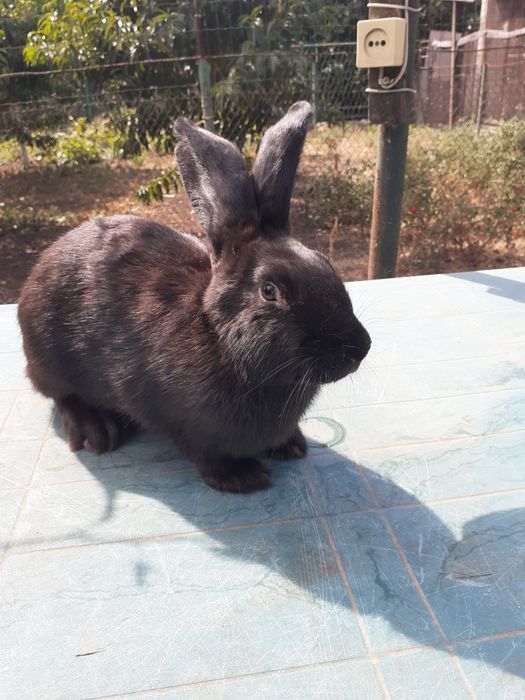 НСВ-строкачи. Александровка.200грн.