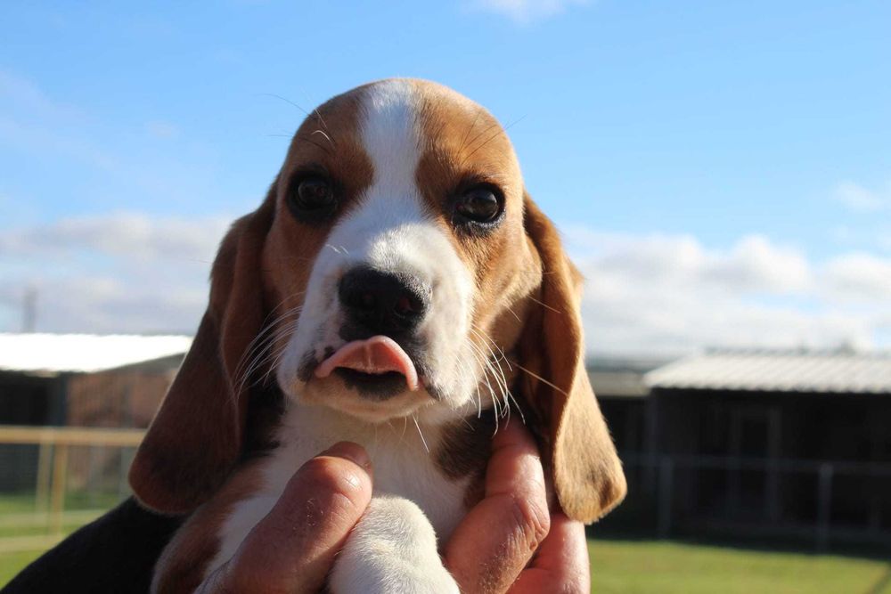 Cachorra Beagle com LOP