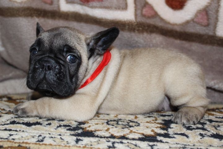 Французский бульдог Мальчики красные и палевые Одесса