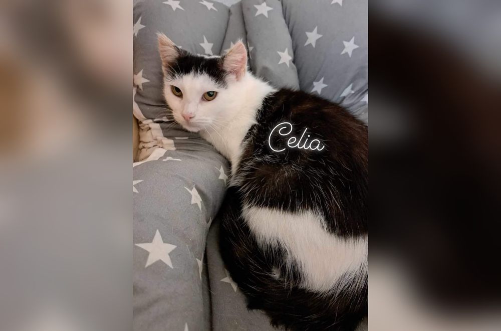 Prześliczna kotka marzy o domu!