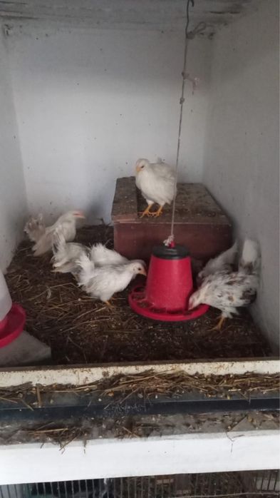 Galinhas Serama (ovos)