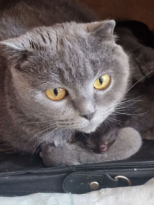 Котята шотландской вислоухой