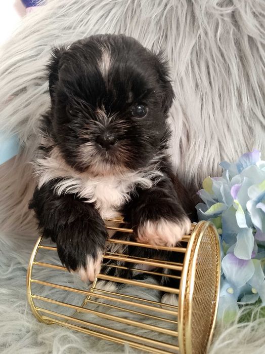 Śliczny piesek rasy Shih-Tzu