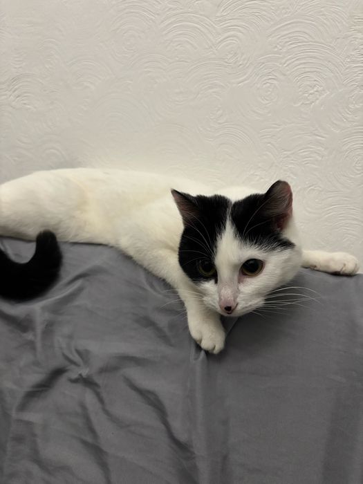 Отдам бесплатно