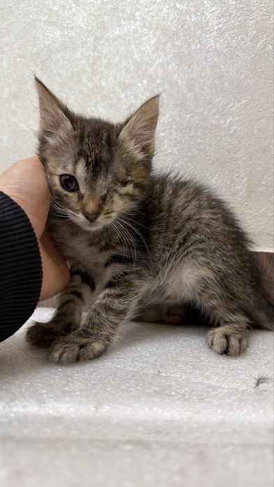 Кошеня котик кішка