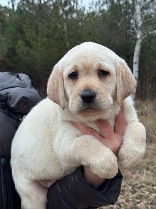 Цуценята лабрадора з документами