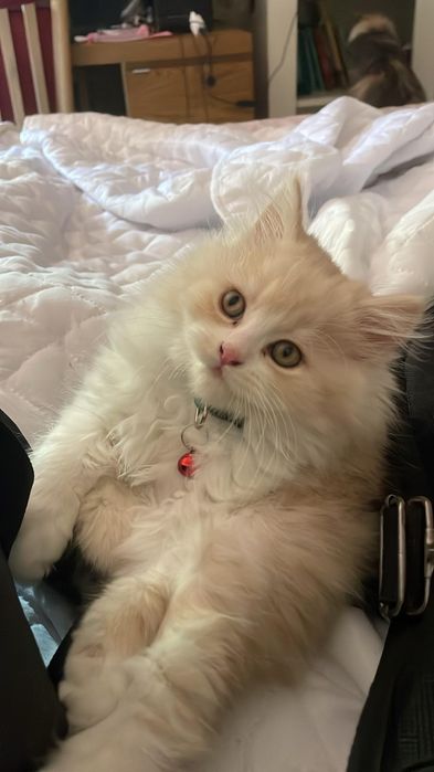 Gatinho Persa fabuloso