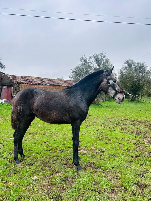 vendo poldra urtiga || PSL