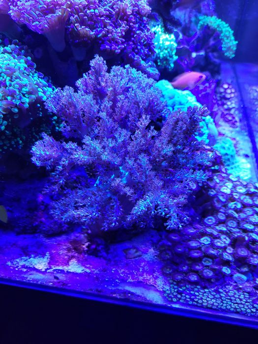 Sprzedam koralowiec miękki CAPNELLA XL.