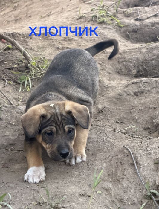 Гарні цуценята 3 міс прибл. , є щеплення