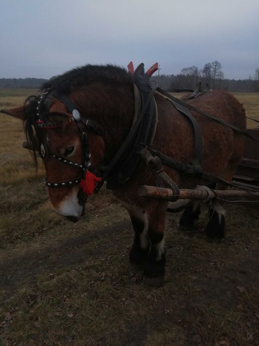 Sprzedam klacz gniadą 8 lat