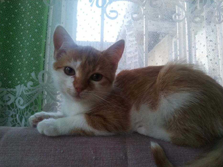 Кошеня,  риже сонечко