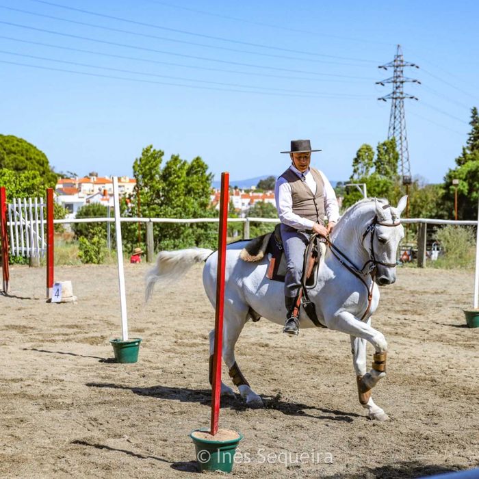 Cavalo Lusitano - Cruzado