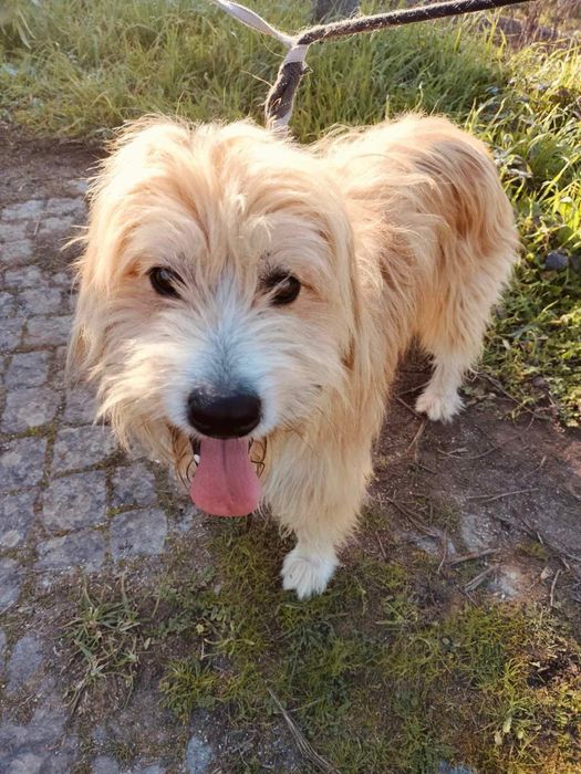 Sebastião procura uma família só para ele