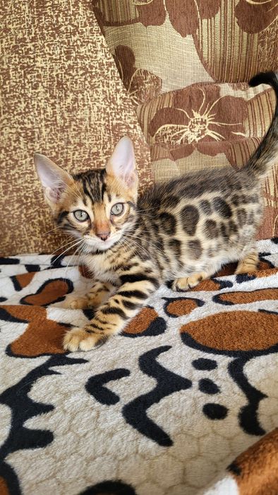 Бенгальские котята клубные.