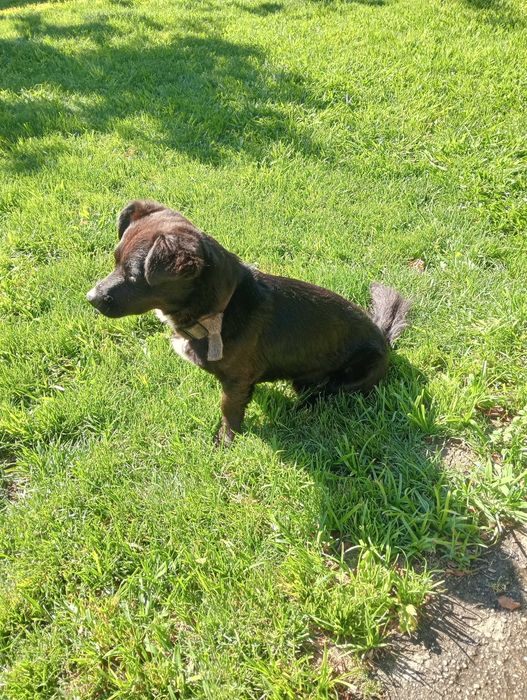 Oferece-se cão pequeno muito meigo