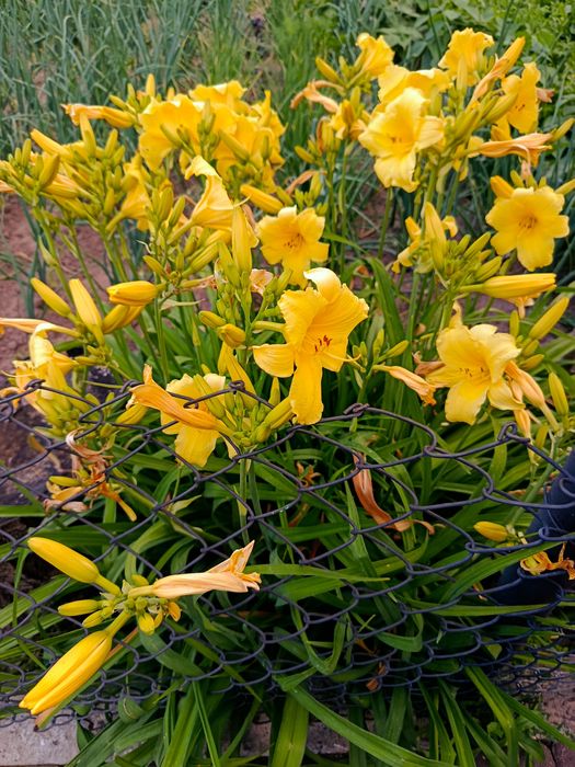 Лілейники лілейник лілії