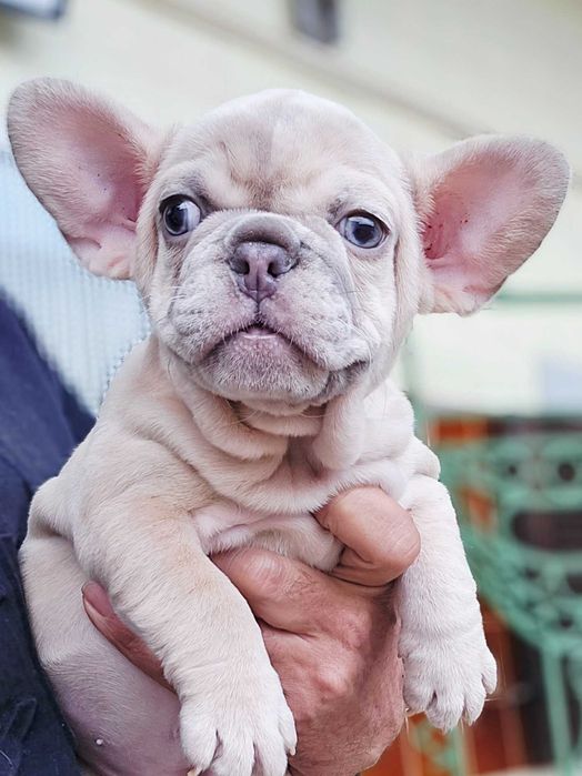 Bulldog Francês Fêmea cor Merle