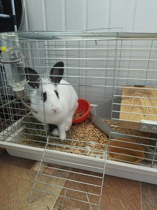 Кролик Бабочка Днепр