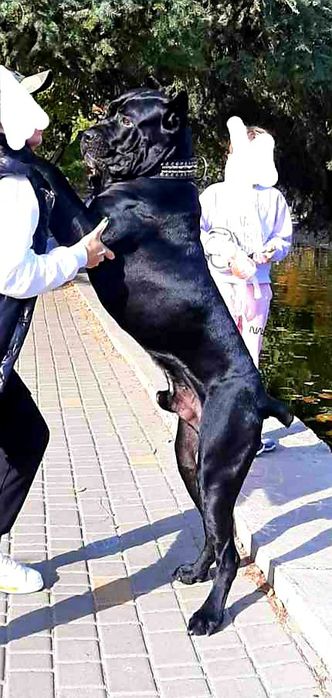 Вязка Кане Корсо Кобель: 200 грн. - В'язка Одеса на Olx