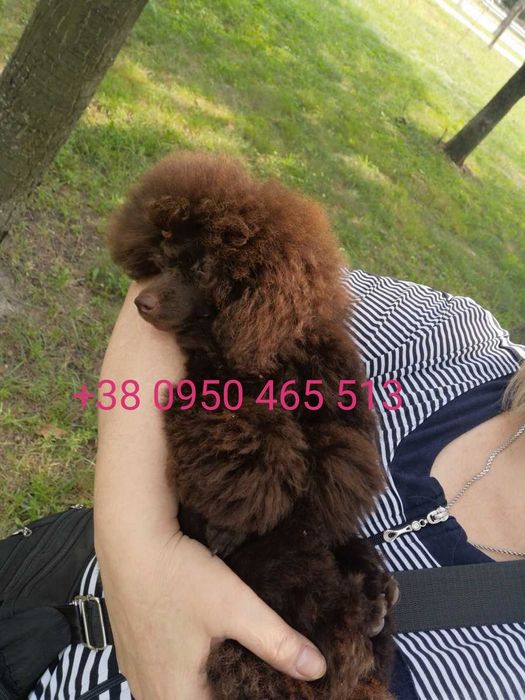 Вязка. Мелкий той пудель.