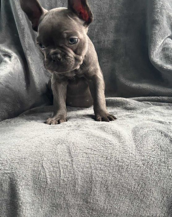 Блакитні цуценята французского бульдога! Вік 2 місяці!