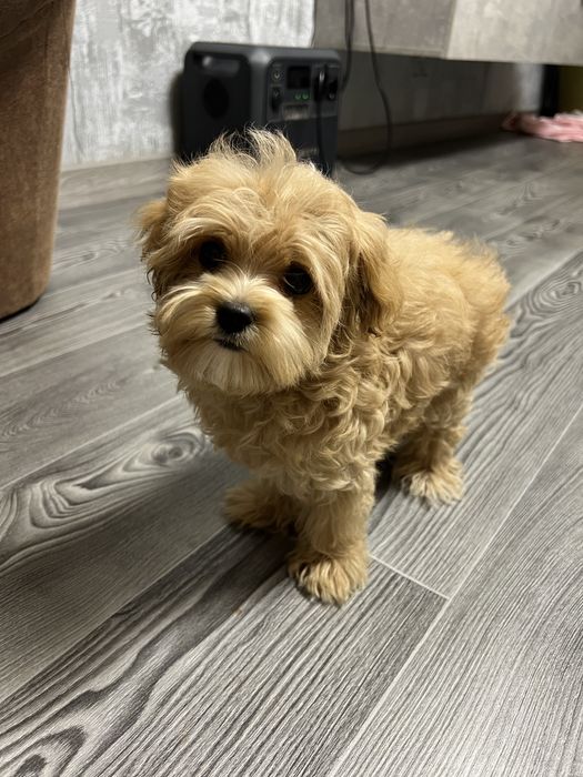 Мальтипу мальчик