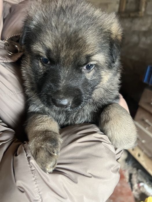 Терміново‼️Віддам БЕЗКОШТОВНО‼️ цуценят в хороші руки ЧЕРНІГІВ
