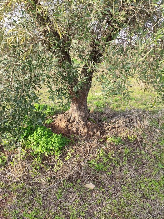 Oliveiras centenárias