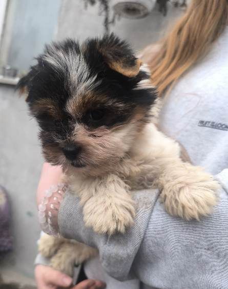 Прикольна мала бівер йорк