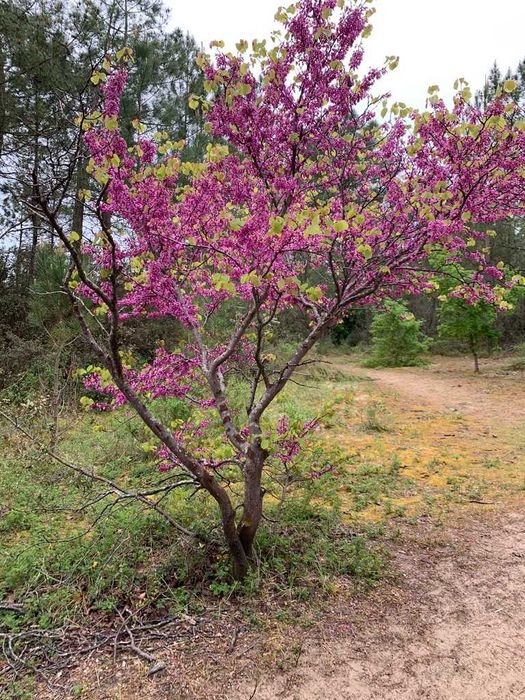 Cercis siliquastrum – judaszowiec wschodni – 5 nasion