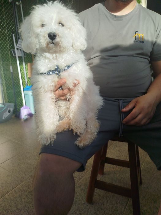Caniche toy lindíssimo