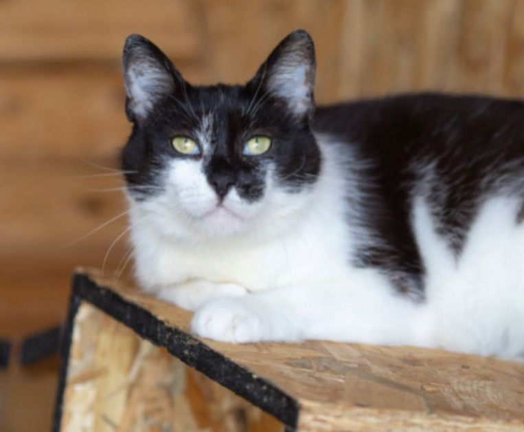 Альба 2 года, кошка, красота