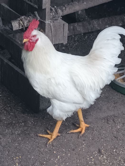 Casal de amarela parda