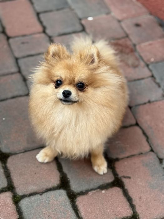 Померанська дівчинка - кохання з першого погляду