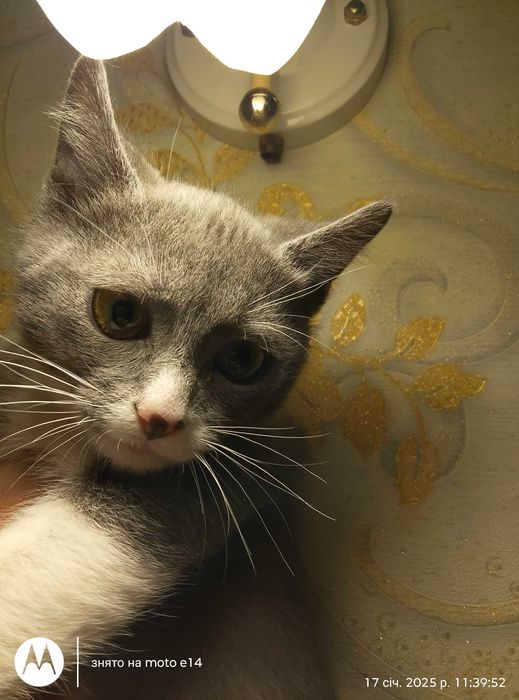 Плюшеві Котята, Кошенята пухнастик