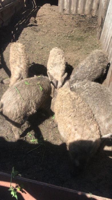 Продаються поросята і поросна свинка мангалиця