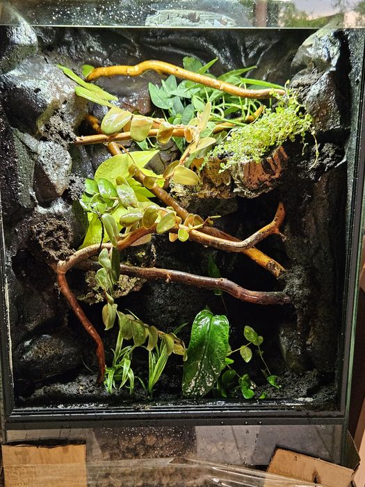 Terrarium tropikalne 40x40x60 gekon orzęsiony