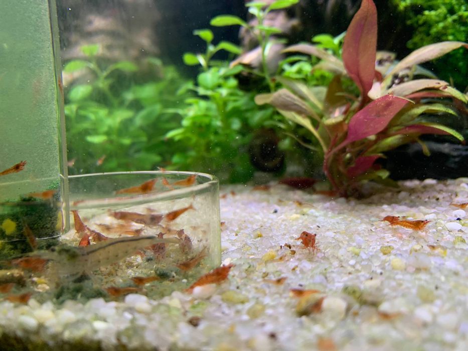 Krewetki Red Cherry, RC ładnie wybarwione
