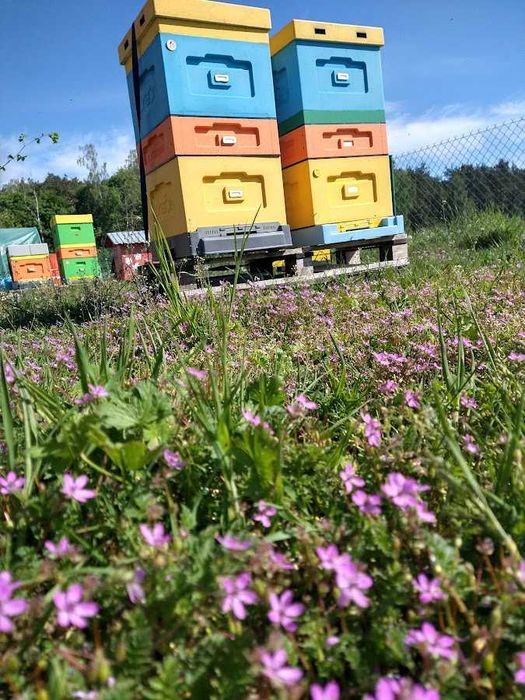 Miód, pyłek pszczeli, upominki