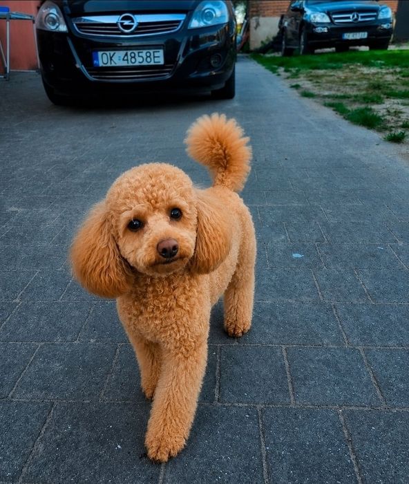 Szczenięta pudle toy z wielopokoleniowym rodowodem