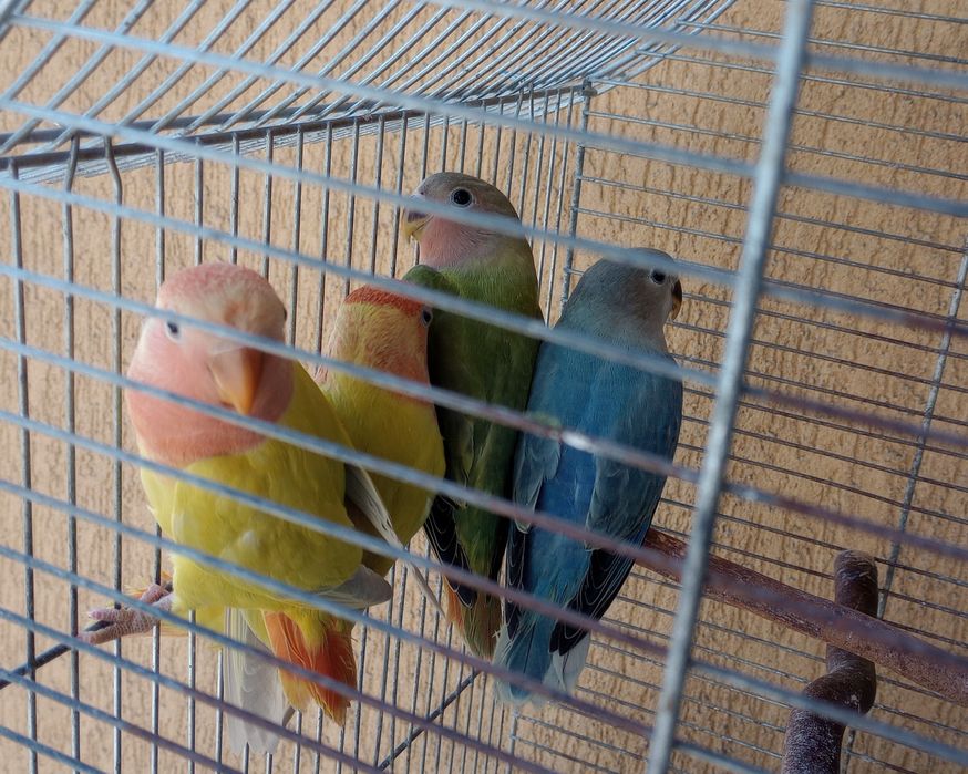 Młode nierozłączki