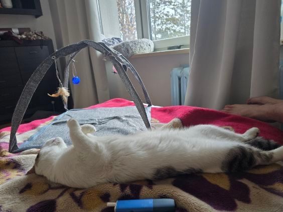 Kot szuka domu kociak do adopcji