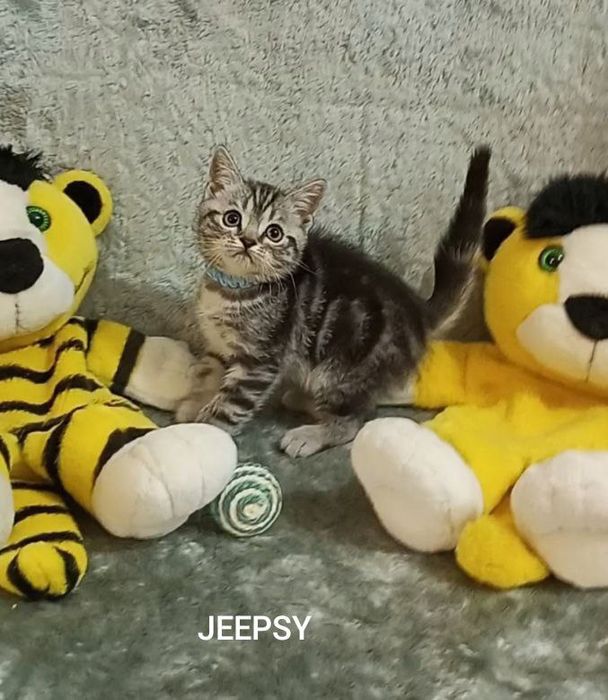 Котята : Славные ребята , наши мраморята .