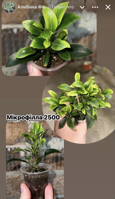 Фікус ,Фикус , Триангулярис , Бенджамін