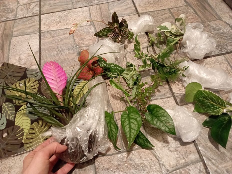 Duży zestaw roalin do terarrium vivarium itp.