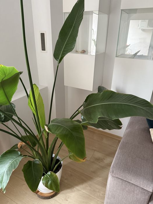 Kwiat doniczkowy strelicja królewska rajski ptak